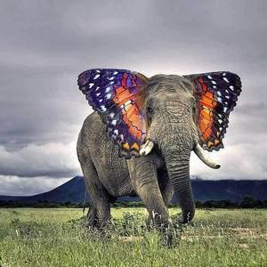 Meet your Posher, Pamela